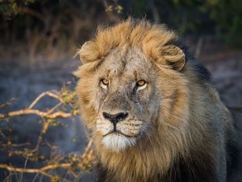 Close-up portrait of male lion with large mane looking in distance, kruger national park, south africa