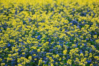 Full frame shot of yellow flowering plants
