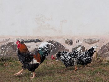 View of birds on the land