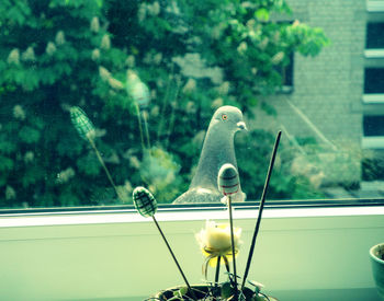 Close-up of bird perching on tree