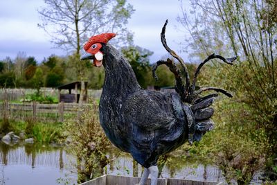 animal