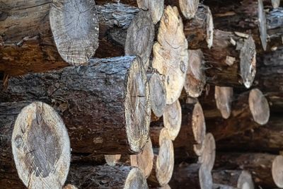 Close-up of logs in forest