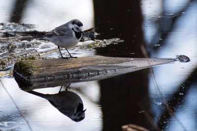 Close-up of bird perching on wet lake