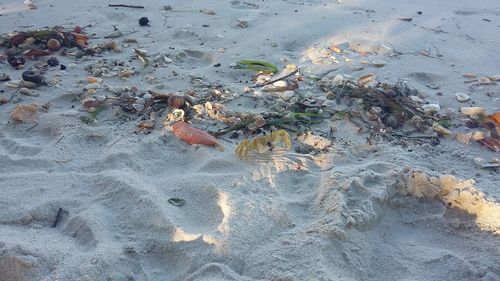 Polluted beach covered by washed up garbage