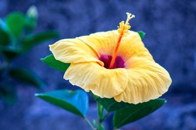 Close-up of yellow rose flower