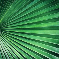 Full frame shot of palm tree leaves