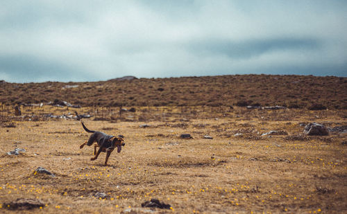 Dog in a field