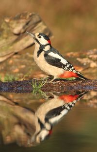 Close-up of bird perching outdoors