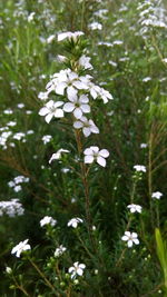 Close-up of white flowers blooming on tree