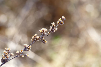 Close-up of cherry blossom against blurred background