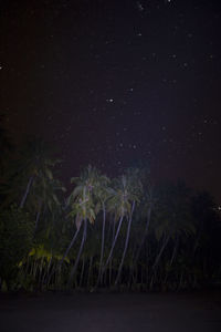 Low angle view of trees against star field