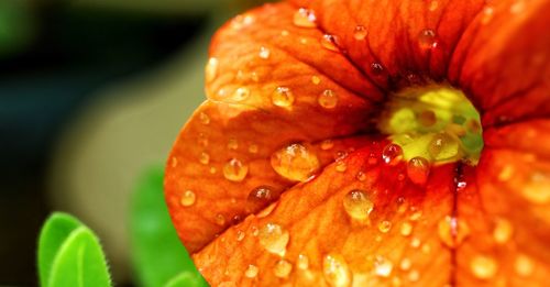 Close-up of wet flower