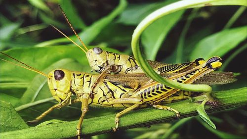 Close-up of insect on leaf