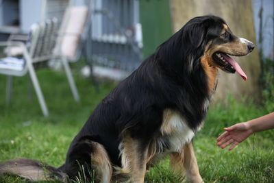 Side view of dog looking away on field