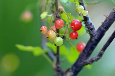 Close-up of berries growing on tree