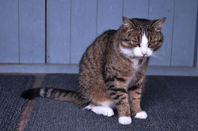 Cat sitting on floor