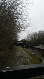 Bare trees by river