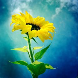 Low angle view of yellow flower against sky