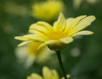 Close-up of yellow flower