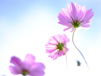 Close-up of pink flower blooming in garden