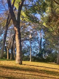 Trees on field during autumn