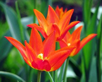 Close-up of red flowers