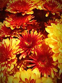 Full frame shot of flowers