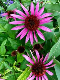 Close-up of pink flower