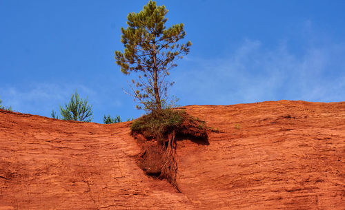 Tree on desert against sky