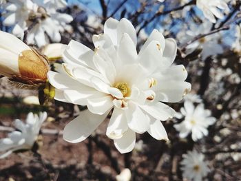 Close-up of white flowers blooming on tree