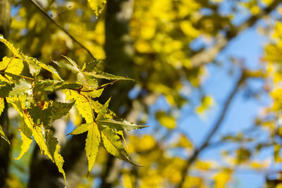 Close-up of leaves on tree