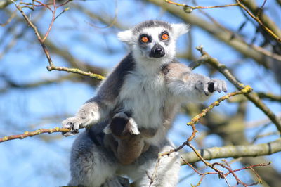 Low angle view of monkey sitting on tree