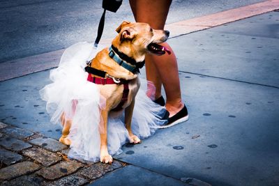 Low section of woman by dog standing on sidewalk