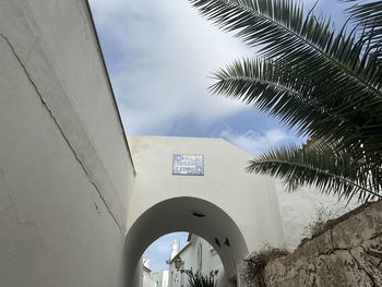 palm tree