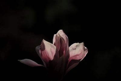 Close-up of pink flower against blurred background