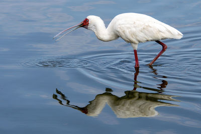 White duck in a lake
