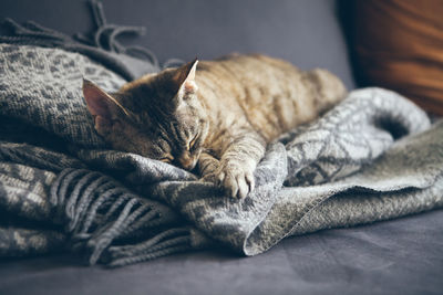 Cat resting on bed