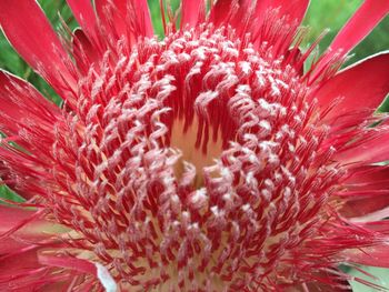 Macro shot of red flower