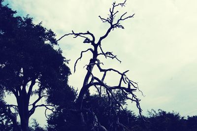 Low angle view of silhouette bare tree against sky