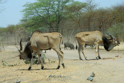 Kudus in a field