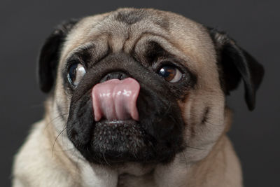 Close-up portrait of dog