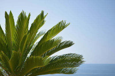 Low angle view of palm tree against clear blue sky