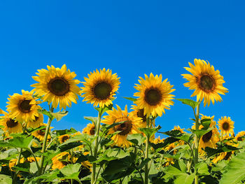 Close-up of sunflowers against clear blue sky