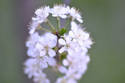 Close-up of flowers blooming outdoors