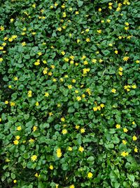 Full frame shot of flowering plants