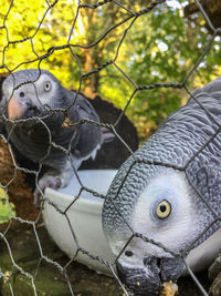 Close-up of parrot in cage