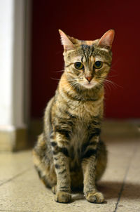 Portrait of a cat sitting on floor