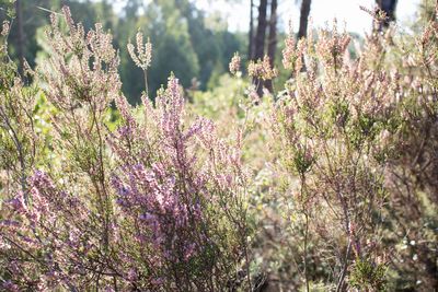 Close-up of purple flowering plants