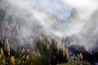 Panoramic shot of trees and mountains against sky