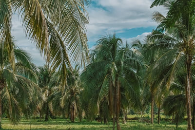 Palm trees on field against sky